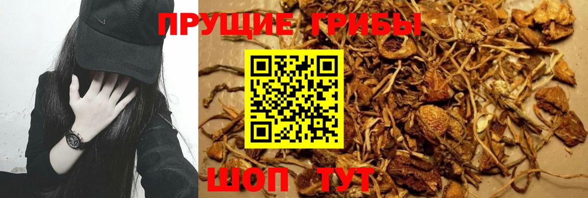 Псилоцибиновые грибы Psilocybe Скопин